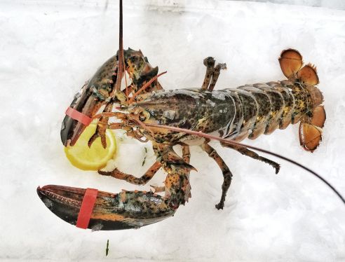 Mare Atlantico Lobster / Hummer frisch ca. 600 g Mare Atlantico Lobster / Hummer frisch ca. 600 g