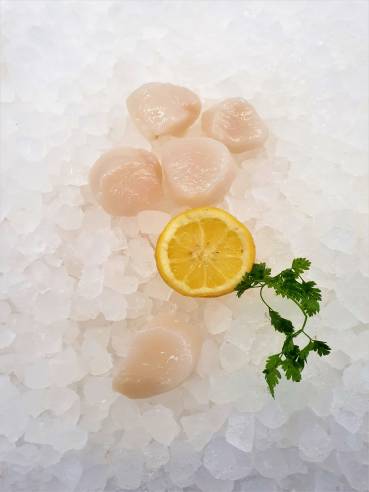 Mare Atlantico Jakobsmuschelfleisch Coquilles Saint-Jaques frisch ca 500 g Mare Atlantico Jakobsmuschelfleisch Coquilles Saint-Jaques frisch ca 500 g