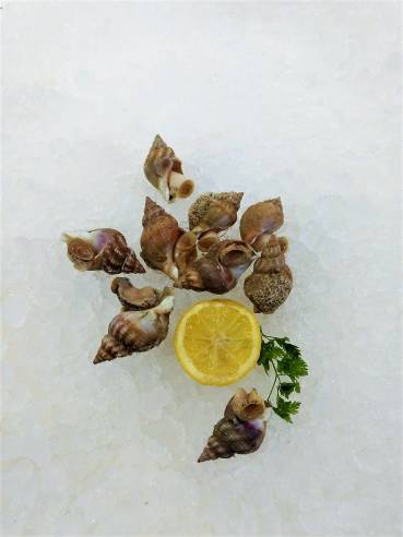 Meeresschnecken Bulots frisch 500 g Meeresschnecken Bulots frisch 500 g