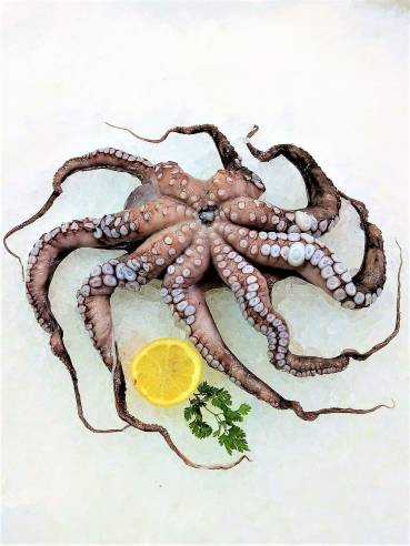 Pulpo (Octopus) frisch ca. 1000 g Pulpo (Octopus) frisch ca. 1000 g